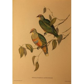Paire de gravure encadrée oiseaux exotiques par J.Gould