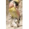 Perroquet en porcelaine polychrome de Saxe, signé Karl Ens