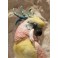 Perroquet en porcelaine polychrome de Saxe, signé Karl Ens