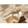 Coquillage nacré avec monture en bronze doré lézard et tiges végétales fin 19ème siècle