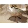 Coquillage nacré avec monture en bronze doré lézard et tiges végétales fin 19ème siècle