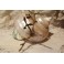 Coquillage nacré avec monture en bronze doré lézard et tiges végétales fin 19ème siècle