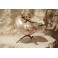 Coquillage nacré avec monture en bronze doré lézard et tiges végétales fin 19ème siècle