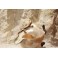 Coquillage nacré avec monture en bronze doré lézard et tiges végétales fin 19ème siècle