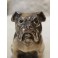 Sculpture chien Bulldog signée Franjou pour Hippolyte Moreau (1832-1926)